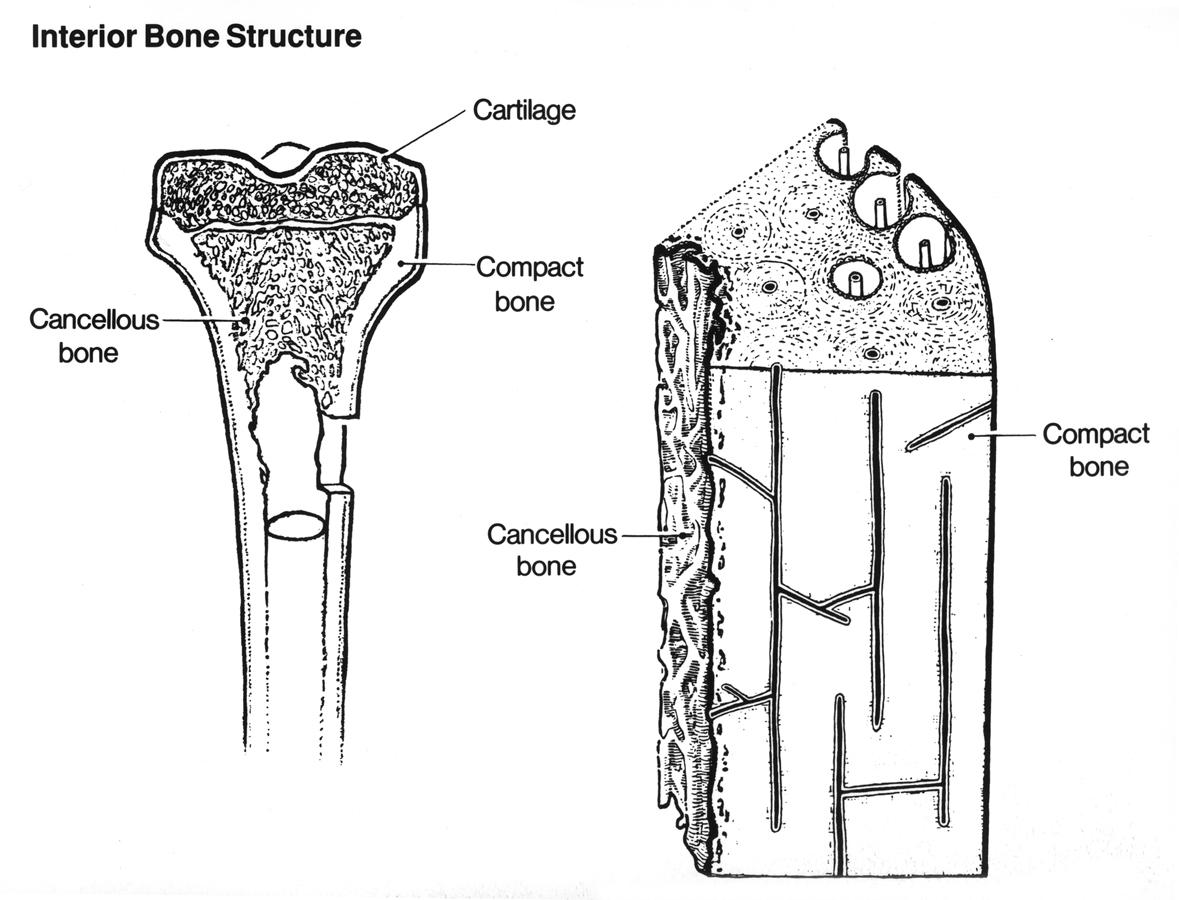 Bone Structure