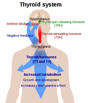 thyroid parathyroid image