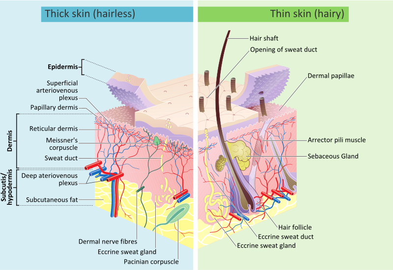 Skin Anatomy