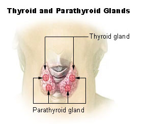 thyroid parathyroid image