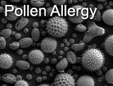 Pollen Allergy