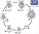 Bed Bugs - Patient Education