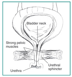 Urology Glossary Terms