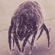 Dust Mite Allergy