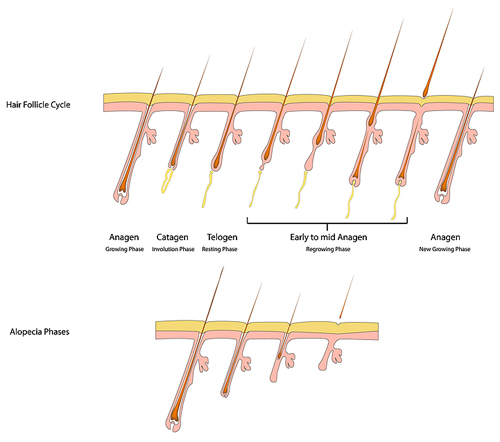 Hair Growth Phases and Hair Loss