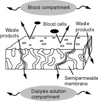 semipermeable membrane