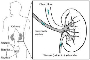 Kidneys