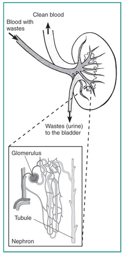 Urology Glossary Terms