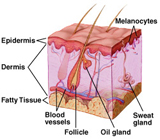 Dermis Skin Anatomy