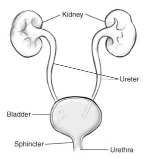 Urinary System